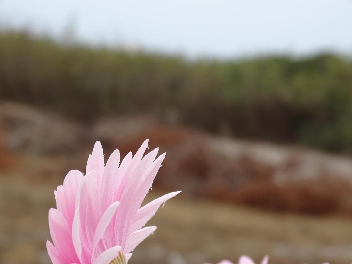 Sudwest Rooms By Stay In Alentejo For Hikers ヴィラ・ノヴァ・デ・ミルフォンテス エクステリア 写真